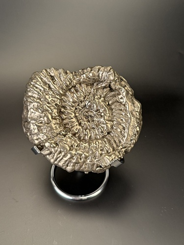 Аммонит Speetoniceras versicolor  120х100 см