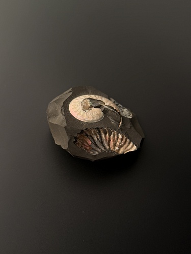 Аммонит Aconeceras trautscholdi 45х35 мм