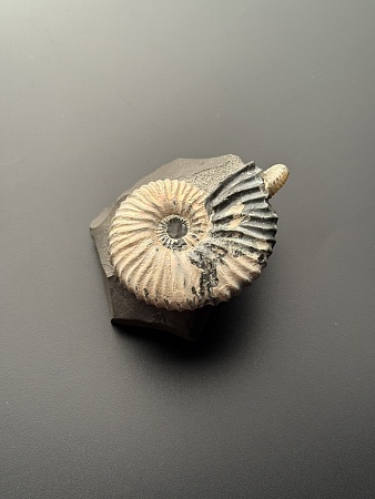 Аммонит Deshayesites volgensis 48х42 мм