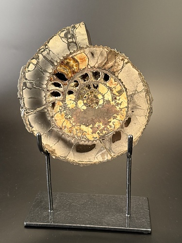 Аммонит Speetoniceras versicolor ПАРА 18х16 см