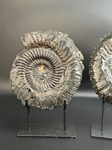 Аммонит Speetoniceras versicolor ПАРА 24х20 см    