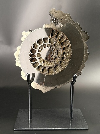 Аммонит Speetoniceras versicolor  26х23 см