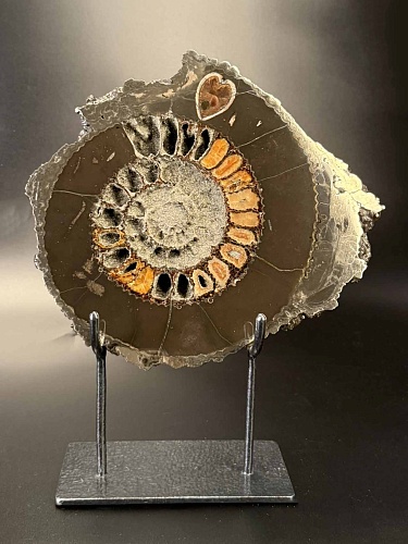 Аммонит Speetoniceras versicolor ПАРА 24х23 см