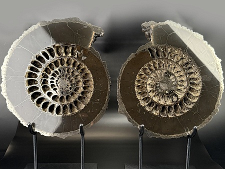 Аммонит Speetoniceras versicolor ПАРА 34 х 30 см