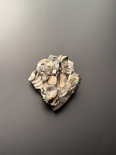 Аммонит Deshayesites volgensis 64х60 мм