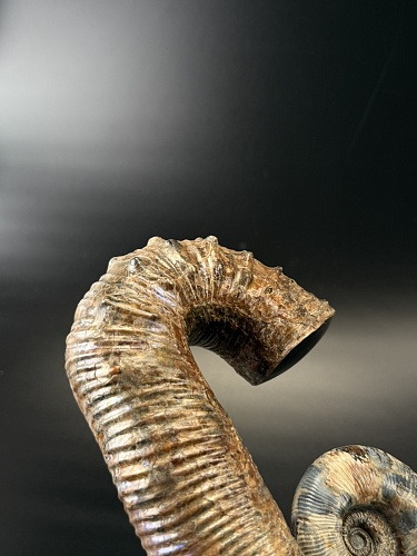 Развернутый аммонит Audouliceras 180х130х80 мм