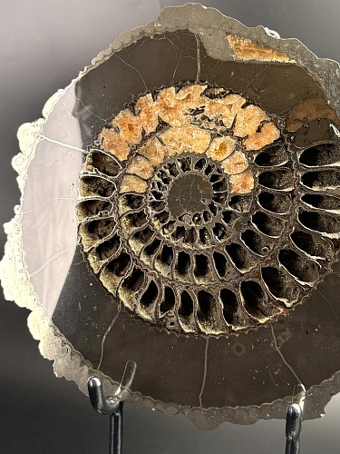 Аммонит Speetoniceras versicolor 36х32 см