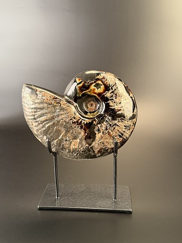 Аммонит Deshayesites imitator  210 х160мм