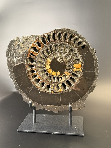 Аммонит Speetoniceras versicolor ПАРА 32х29 см 