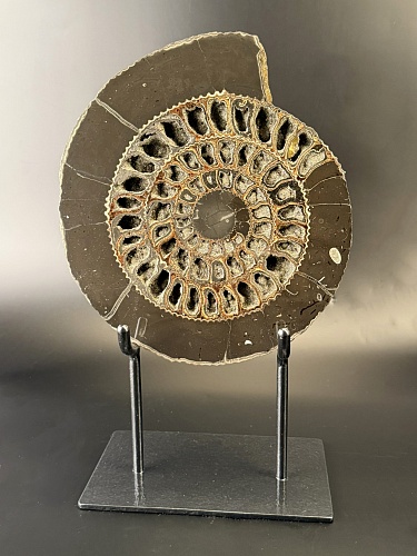 распил аммонита Speetoniceras versicolor ПАРА 30x26 см