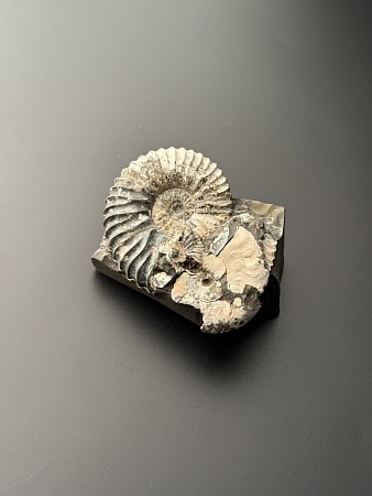 Аммонит Deshayesites volgensis 50х42 мм