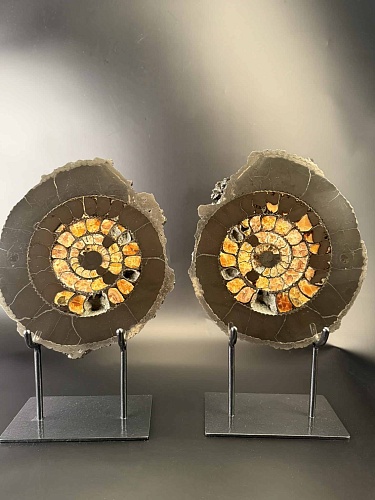 Аммонит Speetoniceras versicolor ПАРА  32х27 см