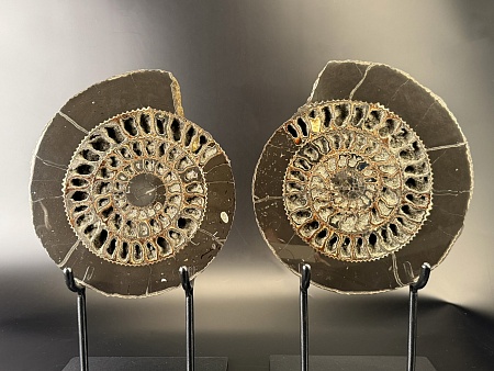 распил аммонита Speetoniceras versicolor ПАРА 30x26 см