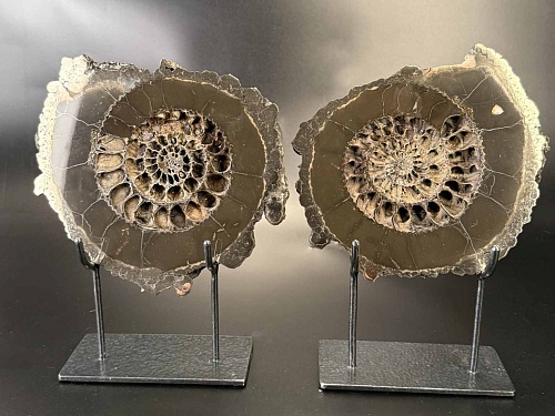 Аммонит Speetoniceras versicolor ПАРА 23х23 см