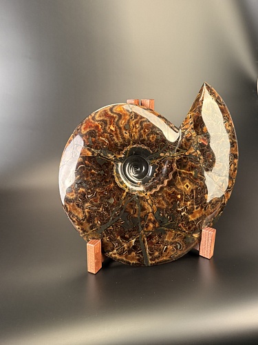 Аммонит Craspedodiskus discofalkatus 420х360 мм