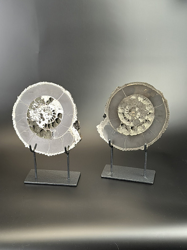 Аммонит Speetoniceras versicolor ПАРА 24х21 см