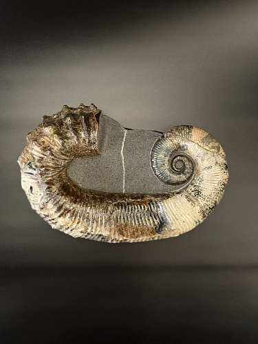 Развернутый аммонит Audouliceras 210х120х50 мм