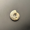 Аммонит Craspedites sp 36x32 мм