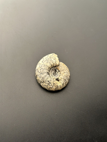 Аммонит Craspedites sp 36x32 мм