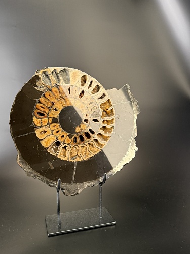 Аммонит Speetoniceras versicolor ПАРА 33х31 см