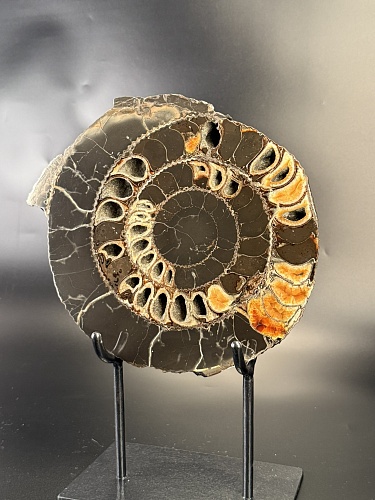 Аммонит Speetoniceras versicolor 31х26 см