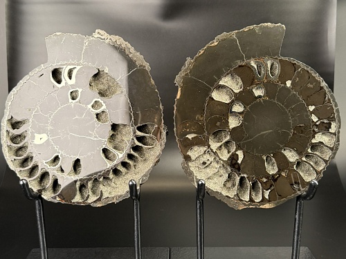 Аммонит Speetoniceras versicolor распил 23х22 см