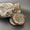 Аммонит Speetoniceras versicolor 43х36 см
