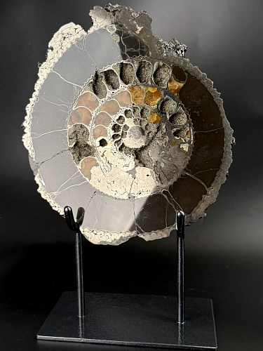 Аммонит Speetoniceras versicolor ПАРА 31х26 см