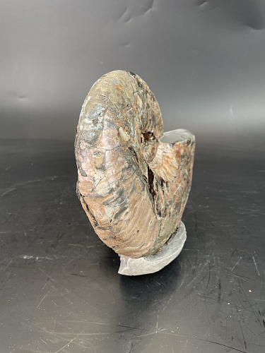 Аммонит Paradeshayesites sp. 200х150 мм