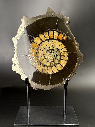 Аммонит Speetoniceras versicolor ПАРА 27х24 см 