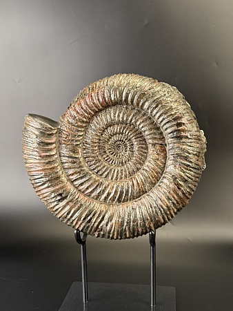 Аммонит Speetoniceras versicolor  31х28 см