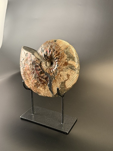 Аммонит Deshayesites  210 х160 мм