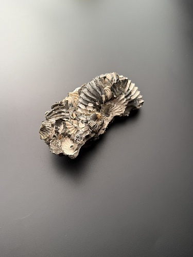 Аммонит Deshayesites volgensis 110 х 47 мм