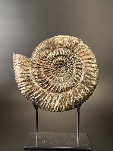 Аммонит Speetoniceras versicolor 22х20 см