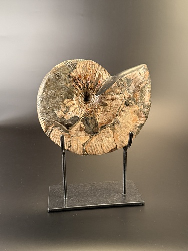 Аммонит Deshayesites  210 х160 мм