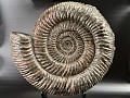Аммонит Speetoniceras versicolor 32х30 см