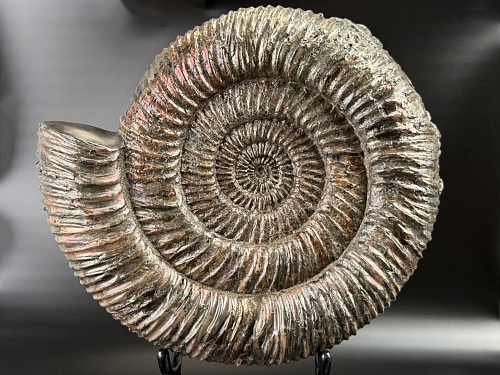 Аммонит Speetoniceras versicolor 32х30 см