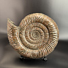 Аммонит Speetoniceras versicolor 49х40х15 см