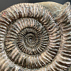 Аммонит Speetoniceras subinversum 310х270 мм