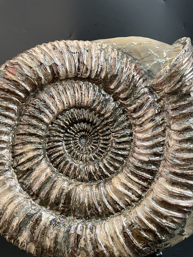 Аммонит Speetoniceras subinversum 310х270 мм