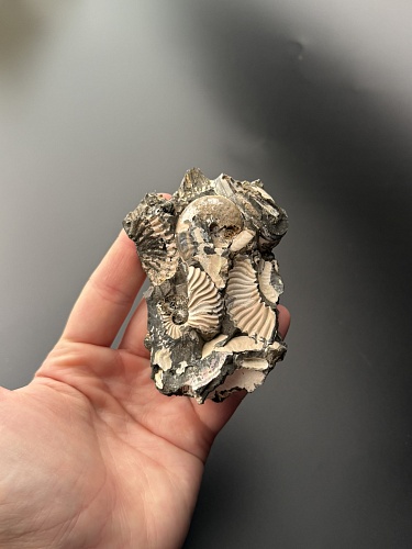 Аммонит Deshayesites volgensis 90х63 мм