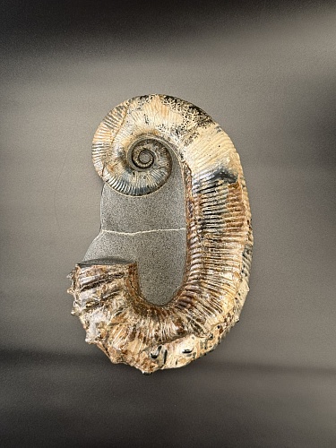 Развернутый аммонит Audouliceras 210х120х50 мм