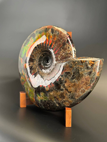 Аммонит Craspedodiskus discofalkatus красный перламутр 