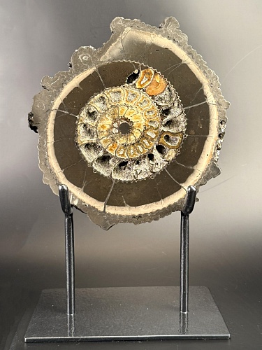 Аммонит  Speetoniceras versicolor ПАРА  24х22 см