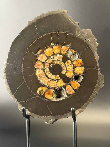 Аммонит Speetoniceras versicolor ПАРА  32х27 см