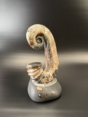 Развернутый аммонит Audouliceras 240х120х100 мм