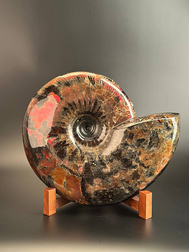 Аммонит Craspedodiskus discofalkatus красный перламутр 