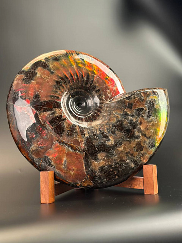 Аммонит Craspedodiskus discofalkatus красный перламутр 