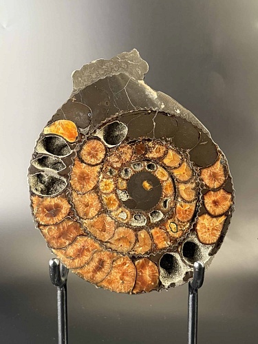 Аммонит Speetoniceras versicolor ПАРА 25х20 см