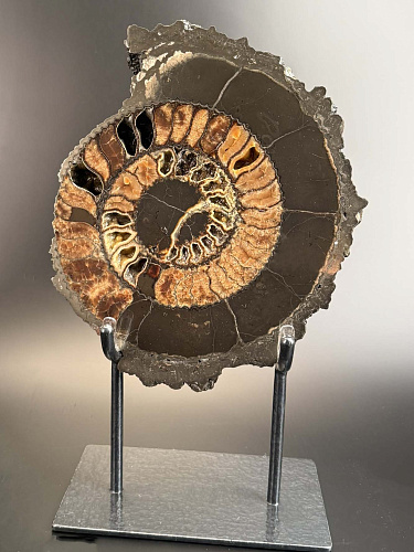 Аммонит Speetoniceras versicolor ПАРА 30х28 см